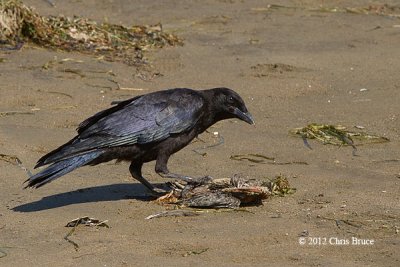 American Crow