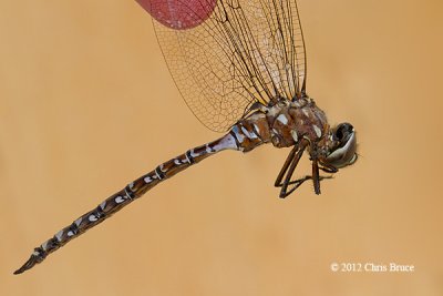 Variable Darner (Aeshna interrupta)