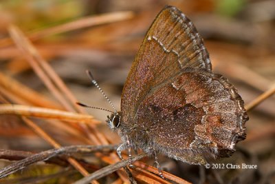 Hoary Elfin (Callophrys polios)