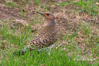 Northern Flicker female