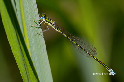 Sedge Sprite (Nehalennia irene)