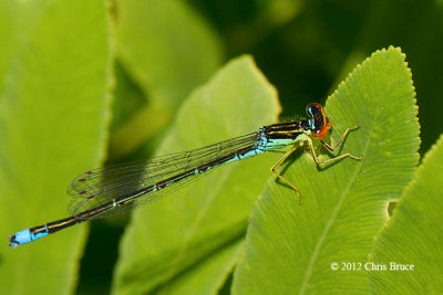 Rainbow Bluet (Enallagma antennatum)