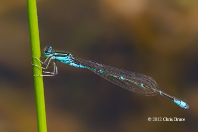 Stream Bluet (Enallagma exsulans)