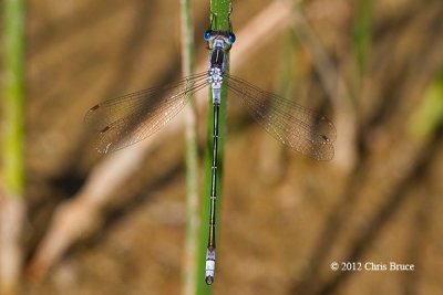 Sweetflag Spreadwing (Lestes forcipatus)