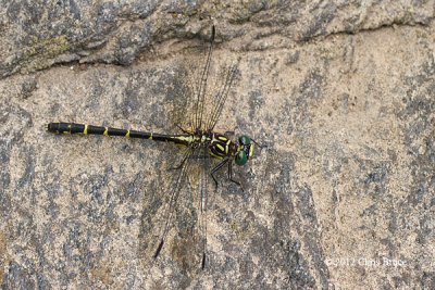 Least Clubtail (Stylogomphus albistylus)