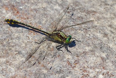 Black-shouldered Spinyleg (Dromogomphus spinosus)