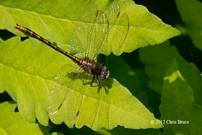 Lancet Clubtail (Gomphus exiles)