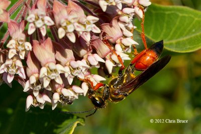 Wasps, Bees & Sawflies (Hymenoptera)
