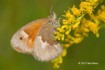 Common Ringlet (<em>Coenonympha tullia</em>)