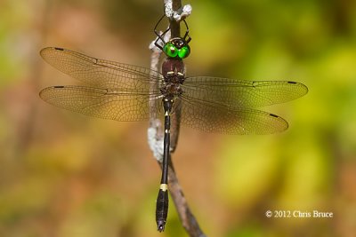 Swift River Cruiser (<em>Macromia illinoiensis</em>)