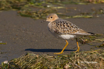 Buff-breasted Sandpiper