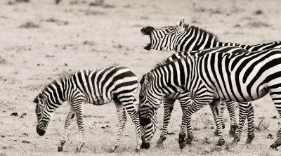 MARA0608p.jpg