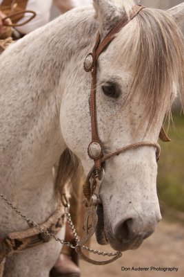 Caballo