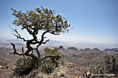 Bucket List #1  South Rim Chisos Mountains