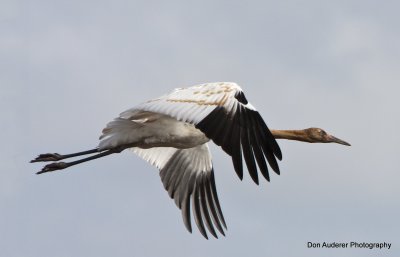 Whooping Cranes