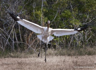 Taking Flight