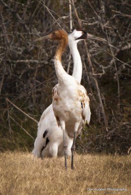 Adult and Juvenile Whooping Crane