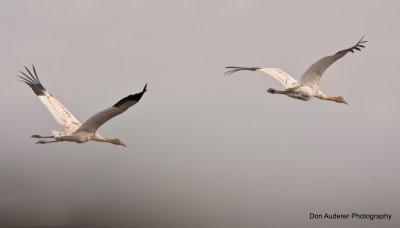 Whooping Cranes