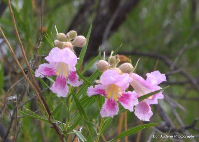 Desert Willow