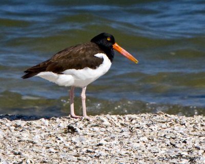 Aransas National Wildlife Refuge
