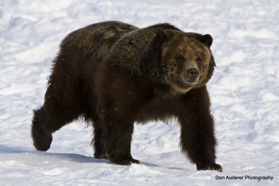 Grizzly Bear (captive)