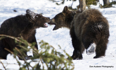 Grizzly Cubs (captive)