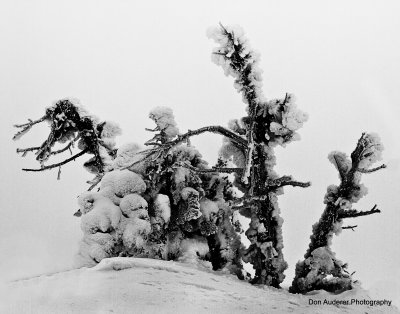 Hoarfrost on Trees on Two Top Mountain