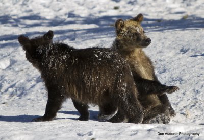 Grizzly Cubs (captive)