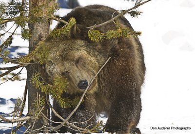 Scratch My Back (captive)
