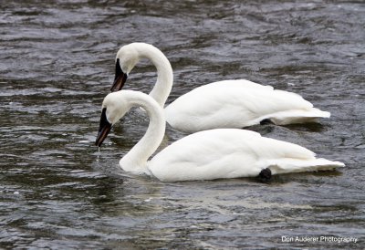 Trumpeter Swans in Madison River