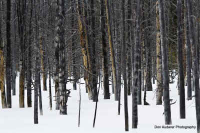 Dead Forest