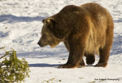Grizzly (captive)