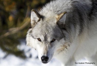 Grey Wolf (captive)