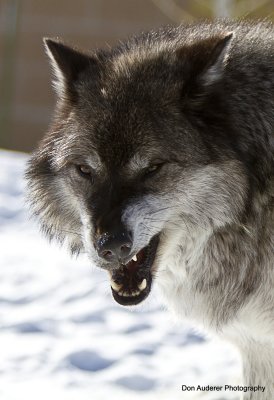 Gray Wolf  (captive)