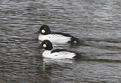 Common Goldeneye (Whistler) 