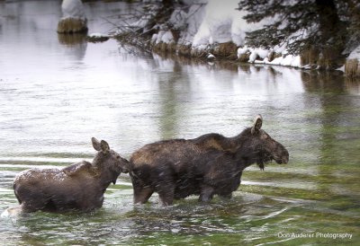 Mamma Moose and Child