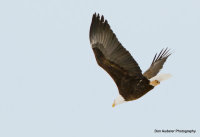 Bald Eagle in Flight