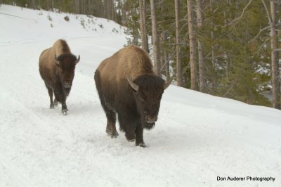 Bison along Road