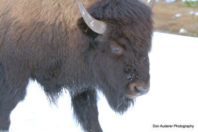 Bison