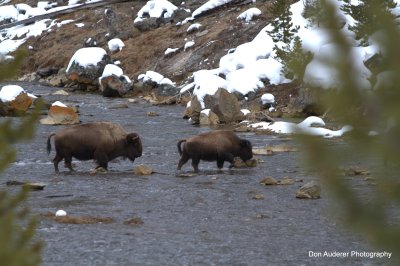 Bison crossing river