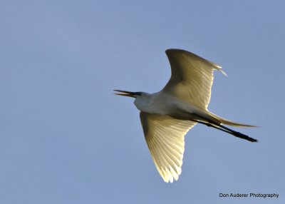 Egret in Flight