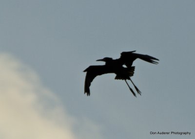Flaps Down.