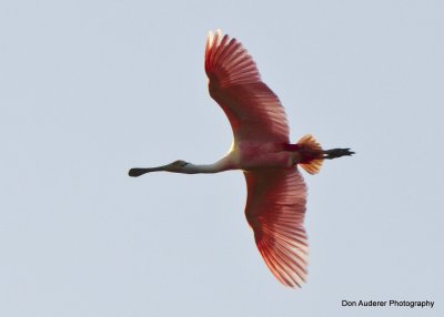 Roseate Spoon Bill in Flight