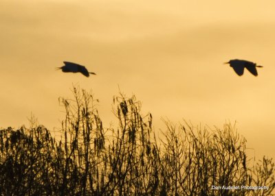 Returning at Dusk