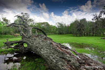 Fallen Giant