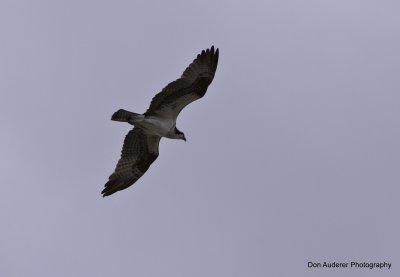 img_7445.jpg  Osprey