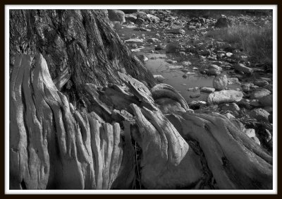 Detail of Tree Roots - Pedernales State Park - 2011