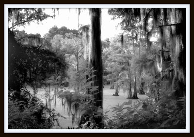 Goat Island, Caddo Lake, Tx.  2006