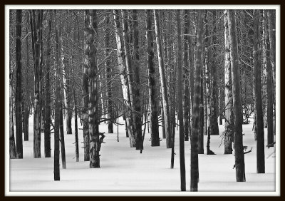 Lodge Pole Pines in Snow - Yellowstone National Park - 2012