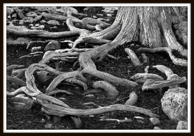 Roots and Stones - Pedernales State Park, Tx. - 2011